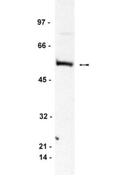 Anticorps anti-Bin1, clone&nbsp;99D clone 99D, Upstate&#174;, from mouse