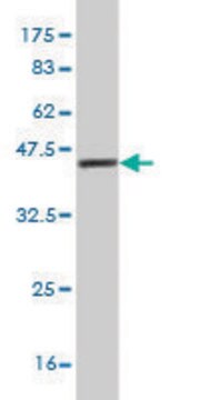 Monoclonal Anti-PRKCABP antibody produced in mouse clone 3G5, purified immunoglobulin, buffered aqueous solution