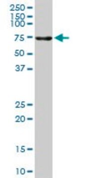 Anti-ALPPL2 antibody produced in mouse purified immunoglobulin, buffered aqueous solution