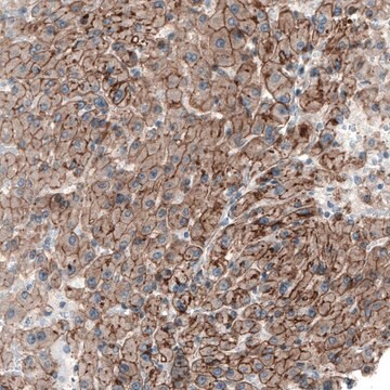 Anti-MYO1B antibody produced in rabbit Prestige Antibodies&#174; Powered by Atlas Antibodies, affinity isolated antibody, buffered aqueous glycerol solution