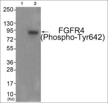 Anti-phospho-FGFR4 (pTyr642) antibody produced in rabbit affinity isolated antibody