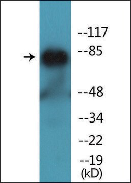 Anti-phospho-PKC &#952; (pThr538) antibody produced in rabbit affinity isolated antibody