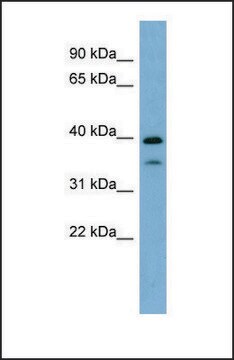 Anti-MAFA, (N-terminal) antibody produced in rabbit affinity isolated antibody