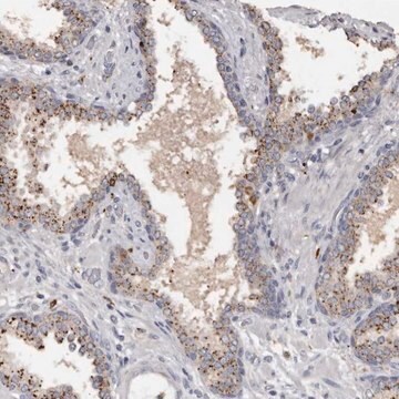 Anti-DAP antibody produced in rabbit Prestige Antibodies&#174; Powered by Atlas Antibodies, affinity isolated antibody, buffered aqueous glycerol solution