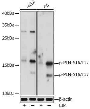 Anti-Phospho-PLN-S16/T17 antibody produced in rabbit