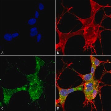 Monoclonal Anti-Lar/Ptprf - Atto 594 antibody produced in mouse clone S165-38, purified immunoglobulin