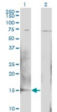 ANTI-BTG2 antibody produced in mouse clone 1B8, purified immunoglobulin, buffered aqueous solution