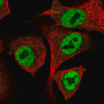 Anti-IRF2BP1 antibody produced in rabbit Prestige Antibodies&#174; Powered by Atlas Antibodies, affinity isolated antibody