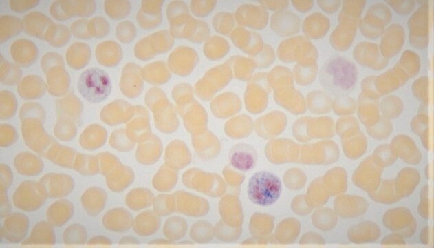 Alkalische Leukozytenphosphatase-Kit based on naphthol AS-MX phosphate and fast blue RR salt (with citrate)