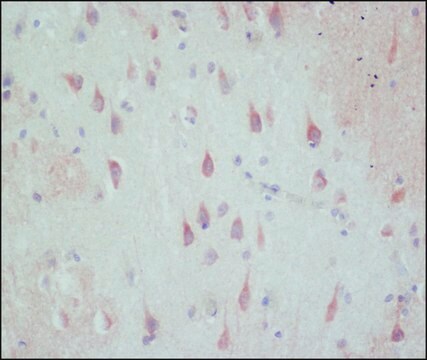 抗-GABA抗体，小鼠单克隆 clone GB-69, purified from hybridoma cell culture