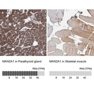 抗MAN2A1抗体 ウサギ宿主抗体 Prestige Antibodies&#174; Powered by Atlas Antibodies, affinity isolated antibody, buffered aqueous glycerol solution