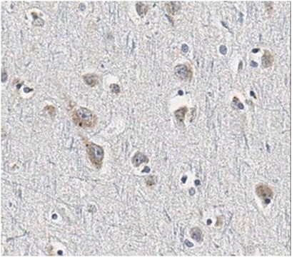 Anti-Sortilin Antibody, clone F11 clone F11, from mouse