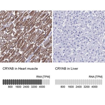 抗CRYAB抗体 ウサギ宿主抗体 Prestige Antibodies&#174; Powered by Atlas Antibodies, affinity isolated antibody, buffered aqueous glycerol solution