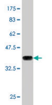 Monoclonal Anti-MTF1 antibody produced in mouse clone 2E5, purified immunoglobulin, buffered aqueous solution