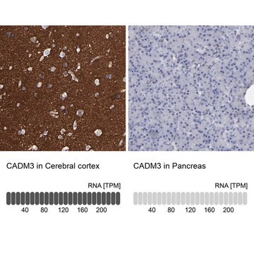 Anti-CADM3 antibody produced in rabbit Ab1, Prestige Antibodies&#174; Powered by Atlas Antibodies, affinity isolated antibody, buffered aqueous glycerol solution