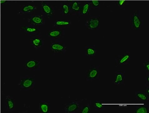 Monoclonal Anti-RAD18 antibody produced in mouse clone 2B9, purified immunoglobulin, buffered aqueous solution