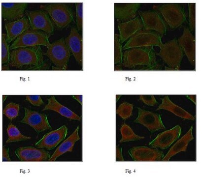 Anticorpo anti-fattore 2 correlato a NF-E2 from rabbit, purified by affinity chromatography