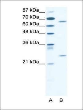 Anti-FOXK2 (AB2) antibody produced in rabbit IgG fraction of antiserum