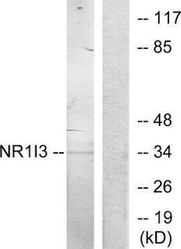 Anti-NR1I3 antibody produced in rabbit affinity isolated antibody