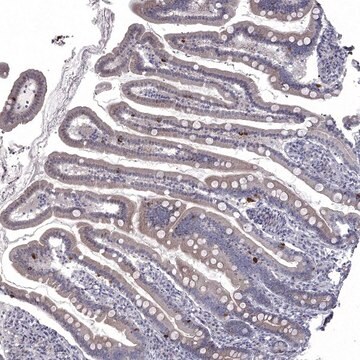 Anti-NRARP antibody produced in rabbit Prestige Antibodies&#174; Powered by Atlas Antibodies, affinity isolated antibody, buffered aqueous glycerol solution