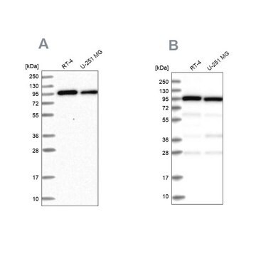 Anti-COPG1 antibody produced in rabbit Prestige Antibodies&#174; Powered by Atlas Antibodies, affinity isolated antibody, buffered aqueous glycerol solution