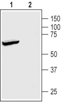 Anti-TREK-1 antibody produced in rabbit affinity isolated antibody, buffered aqueous solution