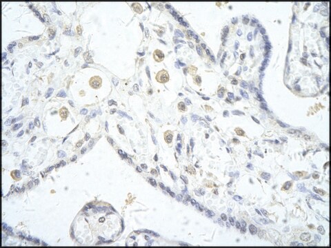 Anti-DLX5 (AB1) antibody produced in rabbit IgG fraction of antiserum