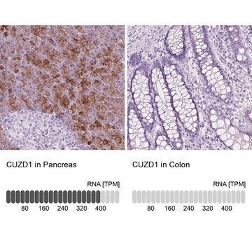 Anty-CUZD1 Prestige Antibodies&#174; Powered by Atlas Antibodies, affinity isolated antibody, buffered aqueous glycerol solution