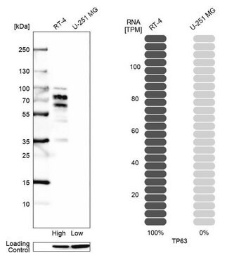 Monoklonalny anty-TP63 Prestige Antibodies&#174; Powered by Atlas Antibodies, clone CL3748, purified immunoglobulin, buffered aqueous glycerol solution