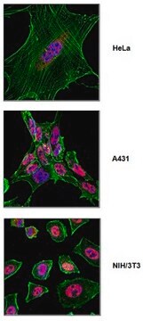 Anti-SF3b155 (SAP 155) Antibody from rabbit, purified by affinity chromatography