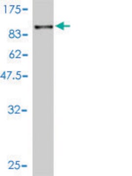 Monoclonal Anti-RPN1 antibody produced in mouse clone 2C10-2F6, purified immunoglobulin, buffered aqueous solution