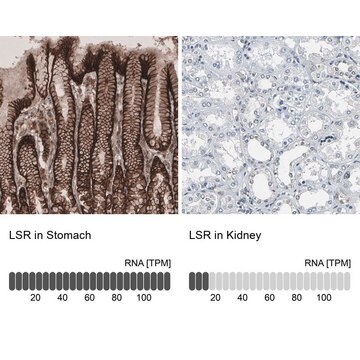 抗LSR ウサギ宿主抗体 Prestige Antibodies&#174; Powered by Atlas Antibodies, affinity isolated antibody, buffered aqueous glycerol solution