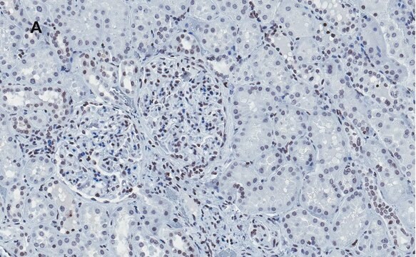 抗ヒストンH4抗体 クローン5J18 ZooMAb&#174;ウサギモノクローナル recombinant, expressed in HEK 293 cells