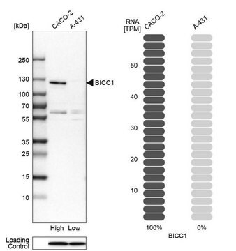 抗BICC1 ウサギ宿主抗体 Prestige Antibodies&#174; Powered by Atlas Antibodies, affinity isolated antibody, buffered aqueous glycerol solution