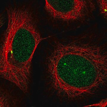 Anti-PSMB5 antibody produced in rabbit Prestige Antibodies&#174; Powered by Atlas Antibodies, affinity isolated antibody