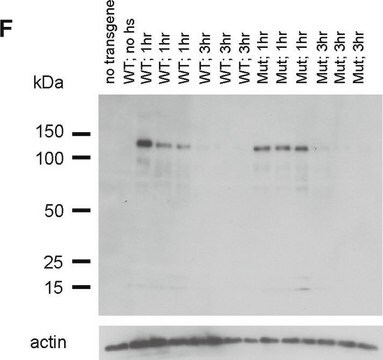 Anticorps anti-actine, clone&nbsp;C4 clone C4, Chemicon&#174;, from mouse