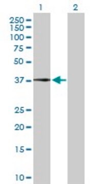 Anti-CFHR1 antibody produced in rabbit purified immunoglobulin, buffered aqueous solution