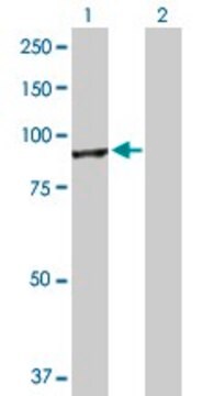 Anti-CUL4A antibody produced in rabbit purified immunoglobulin, buffered aqueous solution