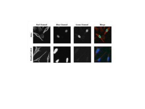 Anti-MAFA-Antikörper from rabbit, purified by affinity chromatography