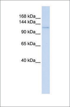 Anti-ATN1 (ab1) antibody produced in rabbit affinity isolated antibody