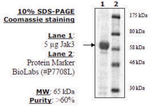 Jak3 Active human recombinant, expressed in baculovirus infected insect cells, &#8805;60% (SDS-PAGE)