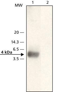 抗-&#946;-淀粉样蛋白(22-35) 兔抗 affinity isolated antibody, buffered aqueous solution