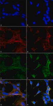 Monoclonal Anti-4-Hydroxy-2-hexenal-FITC antibody produced in mouse clone 6F10