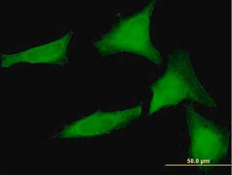 Anti-SGTA antibody produced in mouse purified immunoglobulin, buffered aqueous solution