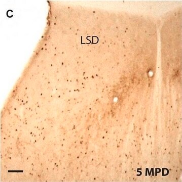 モノクロナール抗チロシンヒドロキシラーゼ マウス宿主抗体 clone TH-16, ascites fluid