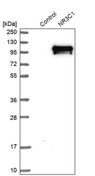 抗NR3C1 ウサギ宿主抗体 Prestige Antibodies&#174; Powered by Atlas Antibodies, affinity isolated antibody, buffered aqueous glycerol solution