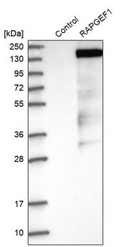 抗RAPGEF1抗体 ウサギ宿主抗体 Prestige Antibodies&#174; Powered by Atlas Antibodies, affinity isolated antibody, buffered aqueous glycerol solution