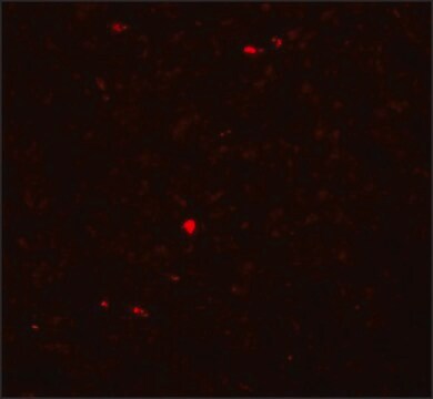 Anti-MOX1 antibody produced in rabbit affinity isolated antibody, buffered aqueous solution