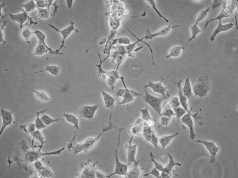 N2A Psen1/Psen2 Double Knockout Mouse Neuroblastoma Cell Line