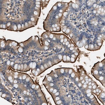 Anti-CFLAR antibody produced in rabbit affinity isolated antibody, buffered aqueous glycerol solution